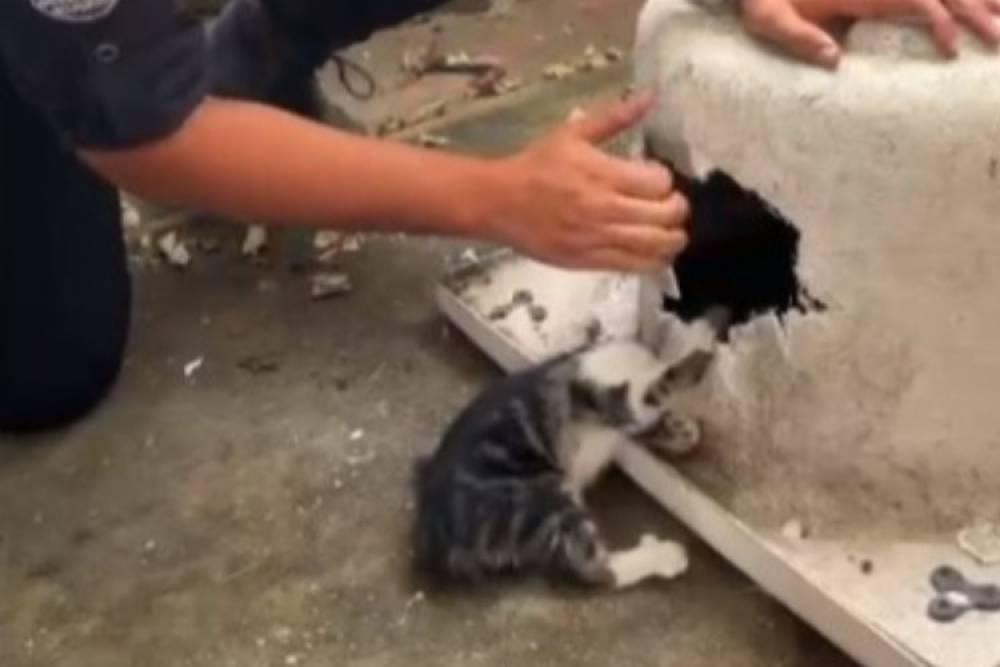 Kayseri'de yaramaz kediye itfaiyeden şefkat eli